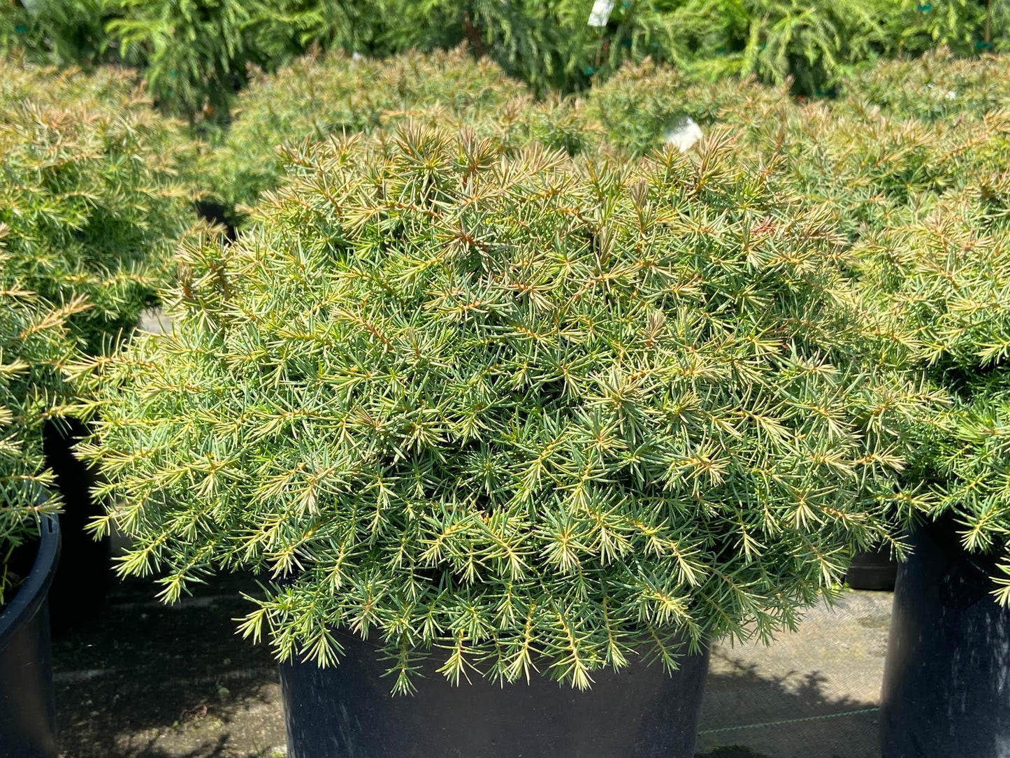 Cryptomeria Japonica 'mushroom' - View 3 from www redcrocus com
