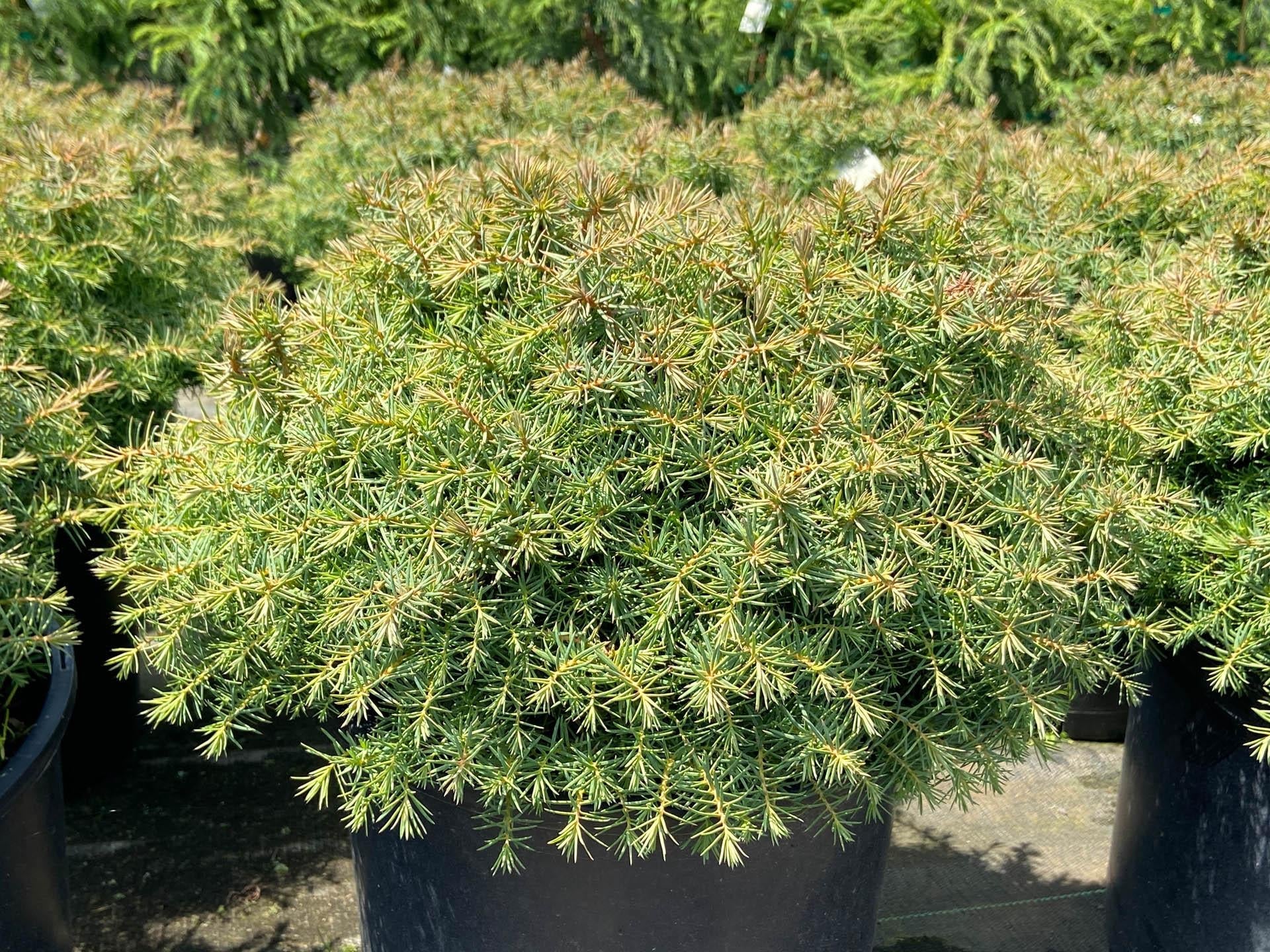 Cryptomeria Japonica 'mushroom' - View 3 from www redcrocus com