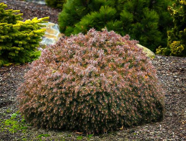 Cryptomeria Japonica 'mushroom' - View 4 from www redcrocus com
