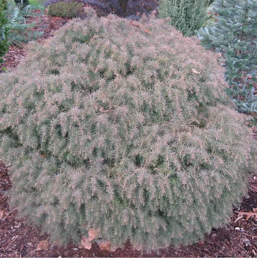 Cryptomeria Japonica 'mushroom' - View 5 from www redcrocus com