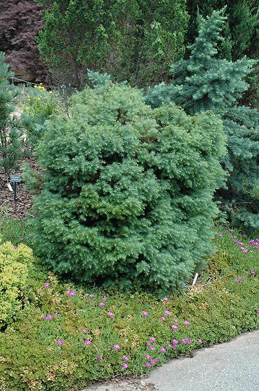 Cryptomeria Japonica 'mushroom' - View 9 from www redcrocus com
