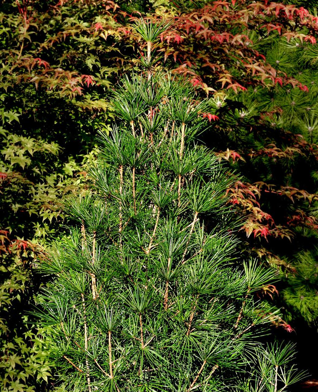 Sciadopitys Verticillata Wintergreen - View 12 from www redcrocus com