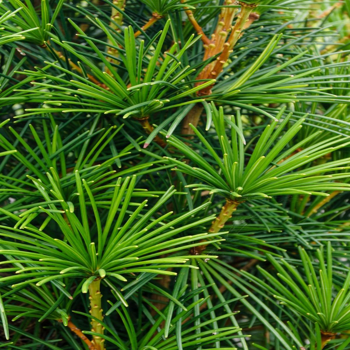 Sciadopitys Verticillata Wintergreen - View 3 from www redcrocus com