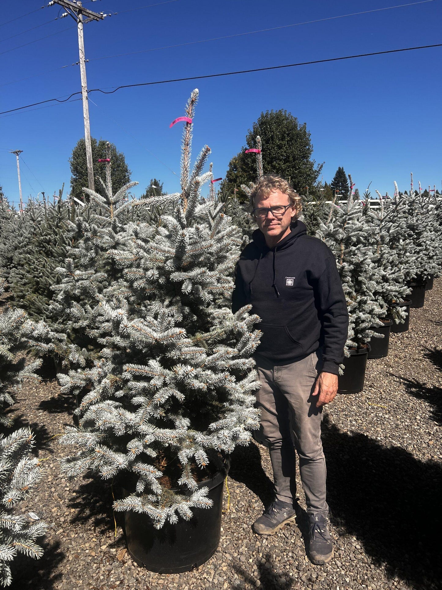 Picea Pungens 'glauca Baby Blue Eyes' - View 16 from www redcrocus com