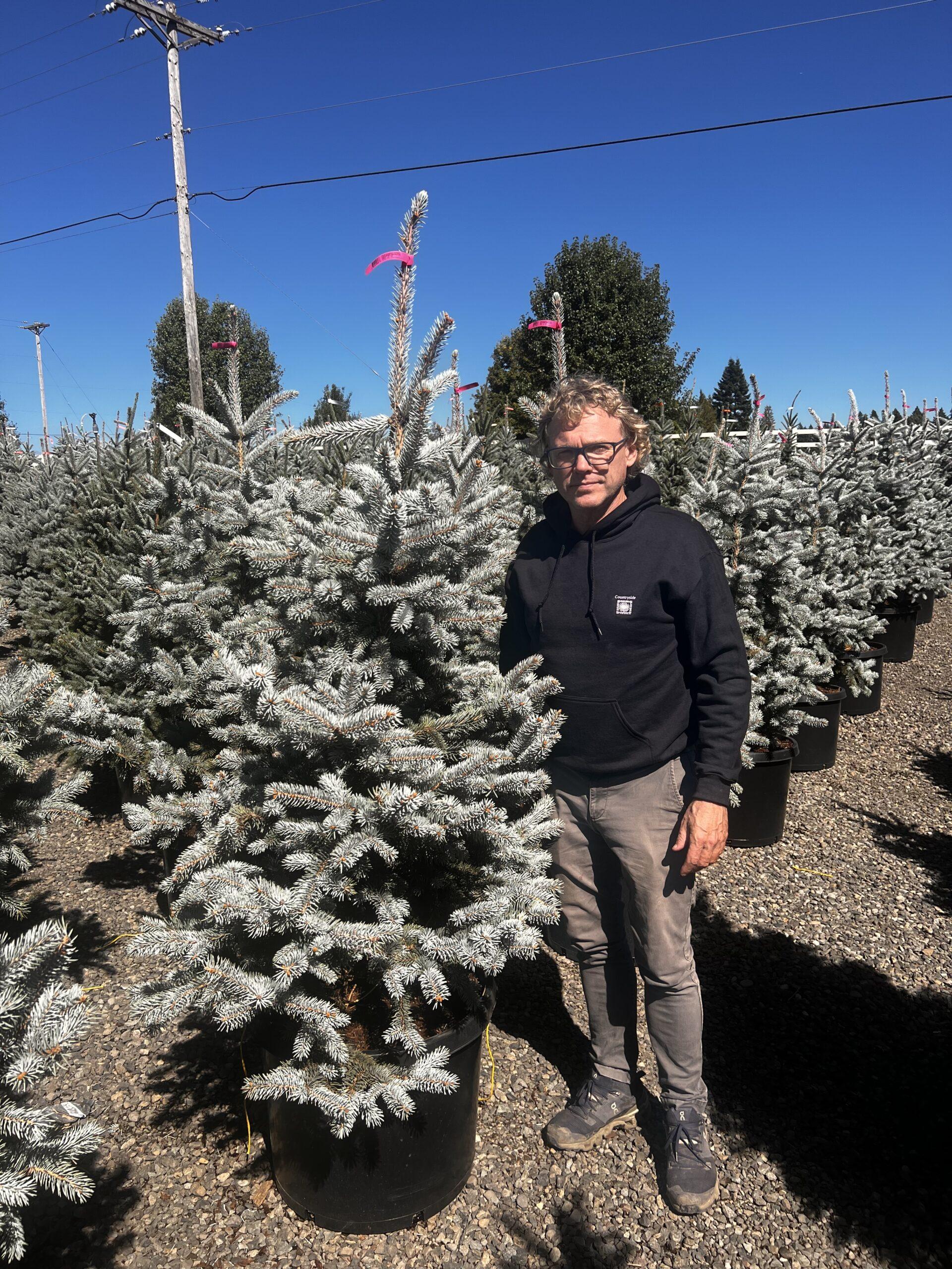 Picea Pungens 'glauca Baby Blue Eyes' - View 16 from www redcrocus com