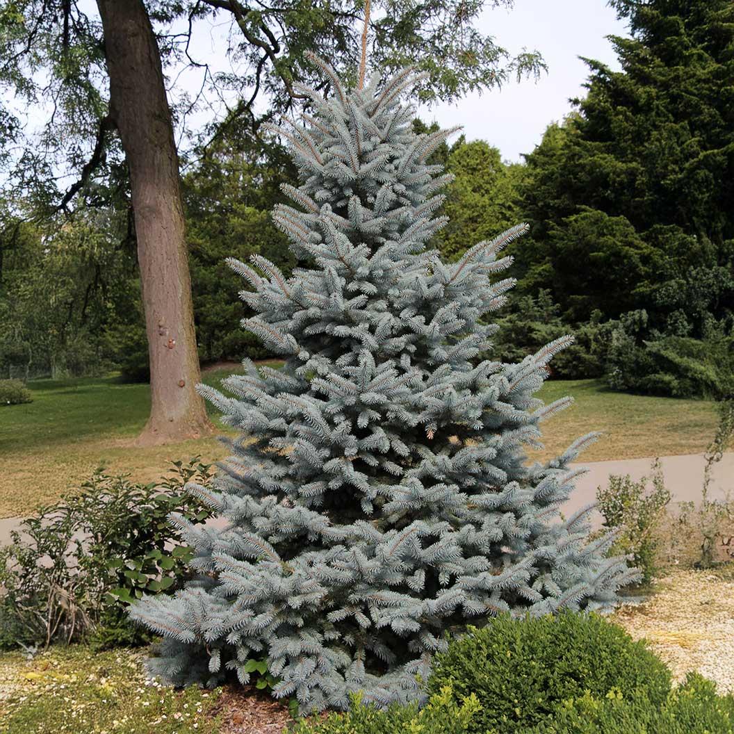 Picea Pungens 'glauca Baby Blue Eyes' - View 17 from www redcrocus com