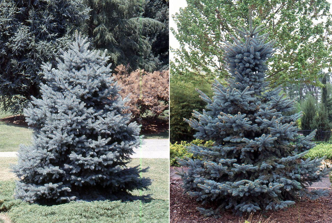 Picea Pungens 'glauca Baby Blue Eyes' - View 1 from www redcrocus com