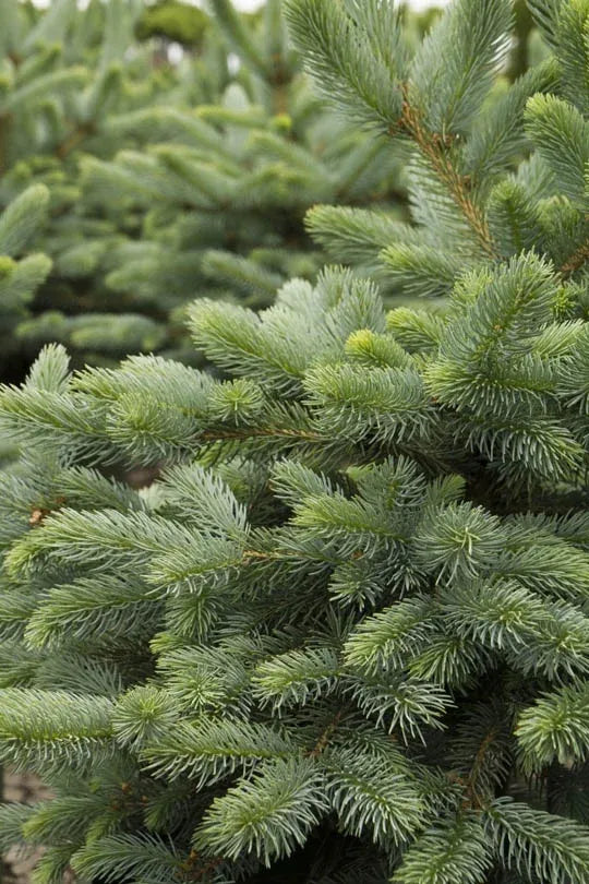 Picea Pungens 'glauca Baby Blue Eyes' - View 20 from www redcrocus com