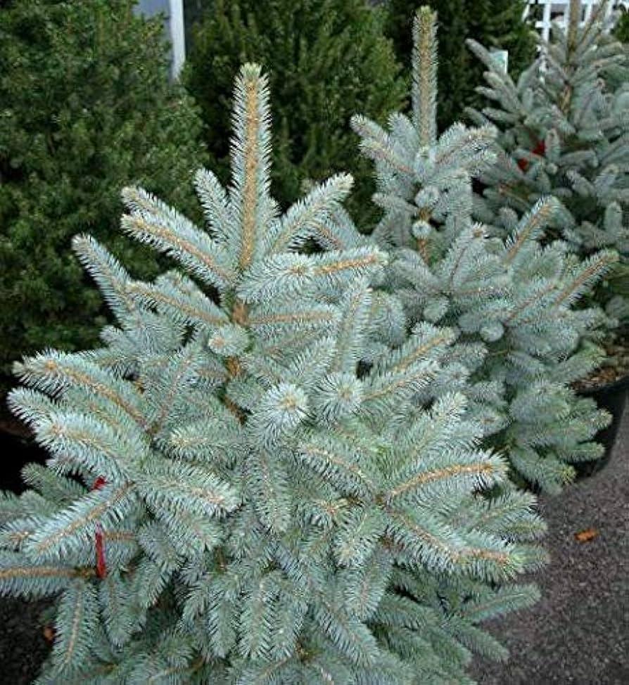 Picea Pungens 'glauca Baby Blue Eyes' - View 23 from www redcrocus com