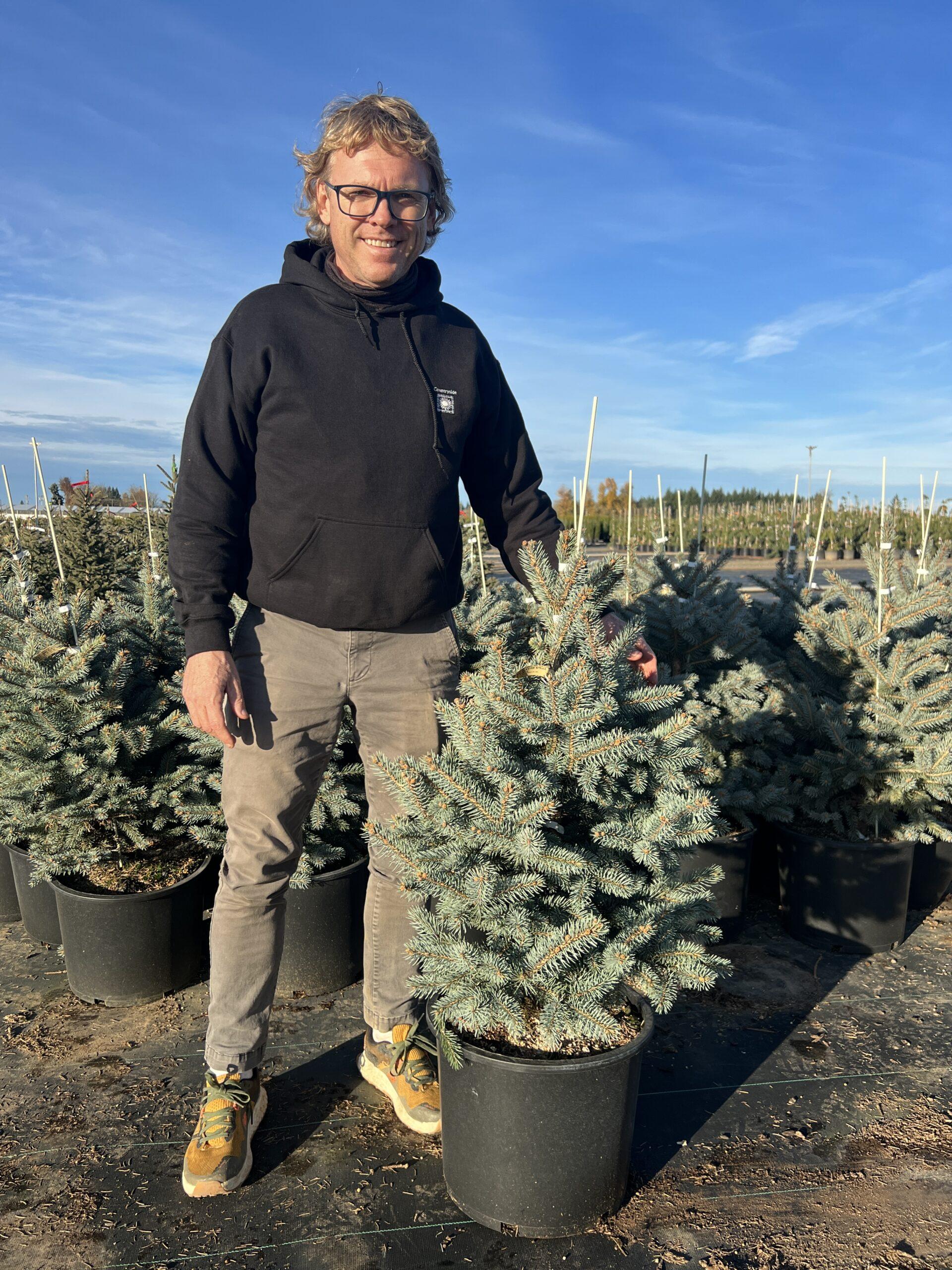 Picea Pungens 'glauca Baby Blue Eyes' - View 24 from www redcrocus com