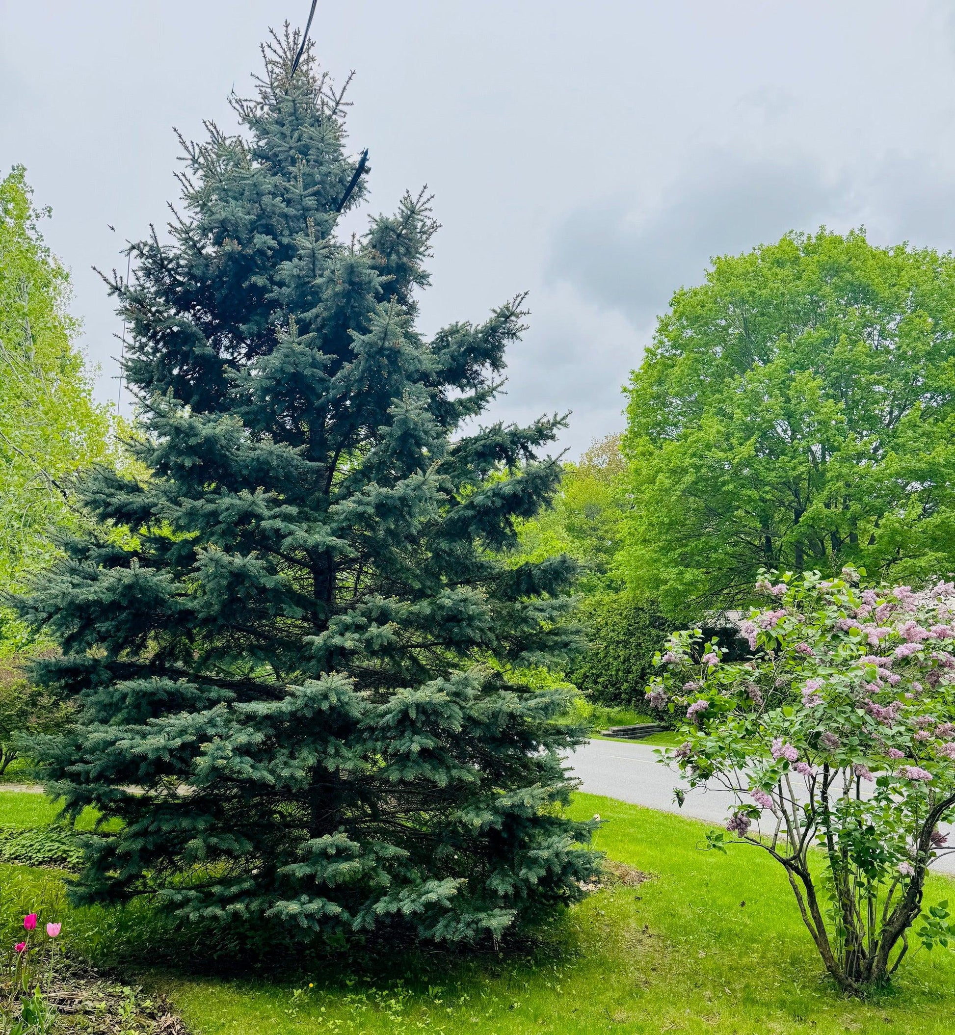 Picea Pungens 'glauca Baby Blue Eyes' - View 29 from www redcrocus com