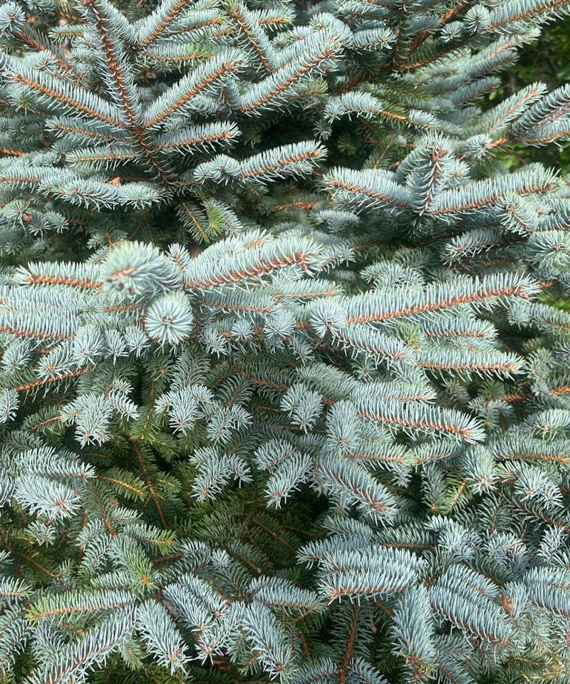 Picea Pungens 'glauca Baby Blue Eyes' - View 31 from www redcrocus com