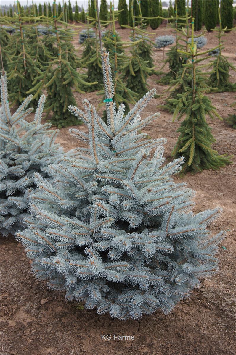 Picea Pungens 'glauca Baby Blue Eyes' - View 4 from www redcrocus com