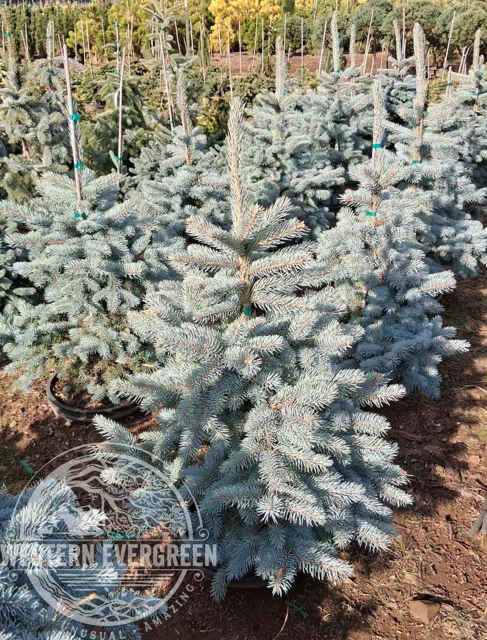 Picea Pungens 'glauca Baby Blue Eyes' - View 6 from www redcrocus com