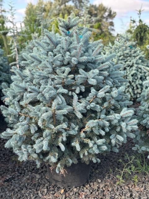 Picea Pungens 'glauca Baby Blue Eyes' - View 7 from www redcrocus com