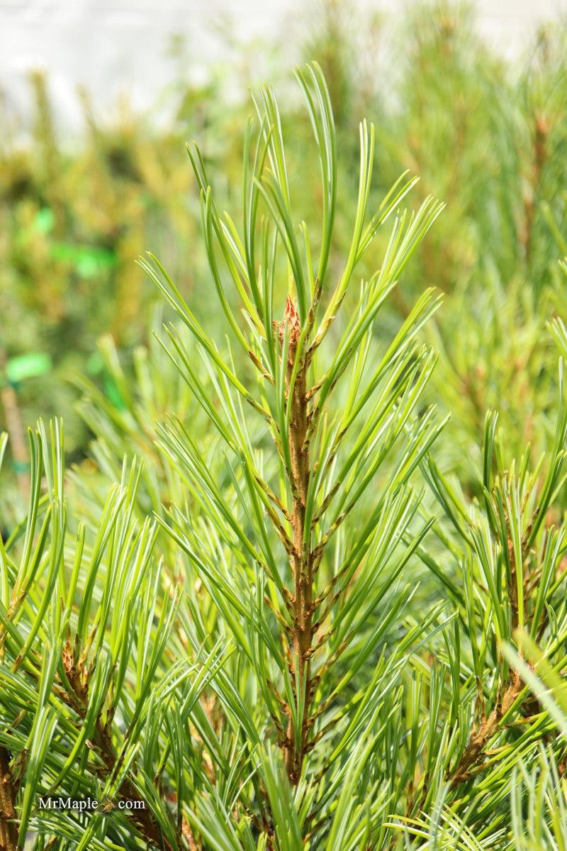 Pinus Koraiensis 'gauca Compacta' - View 10 from www redcrocus com