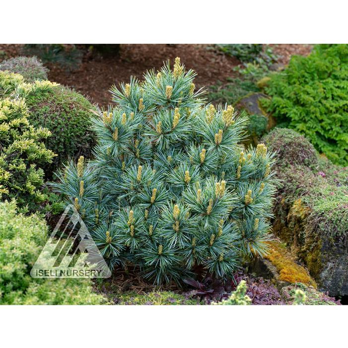 Pinus Koraiensis 'gauca Compacta' - View 11 from www redcrocus com