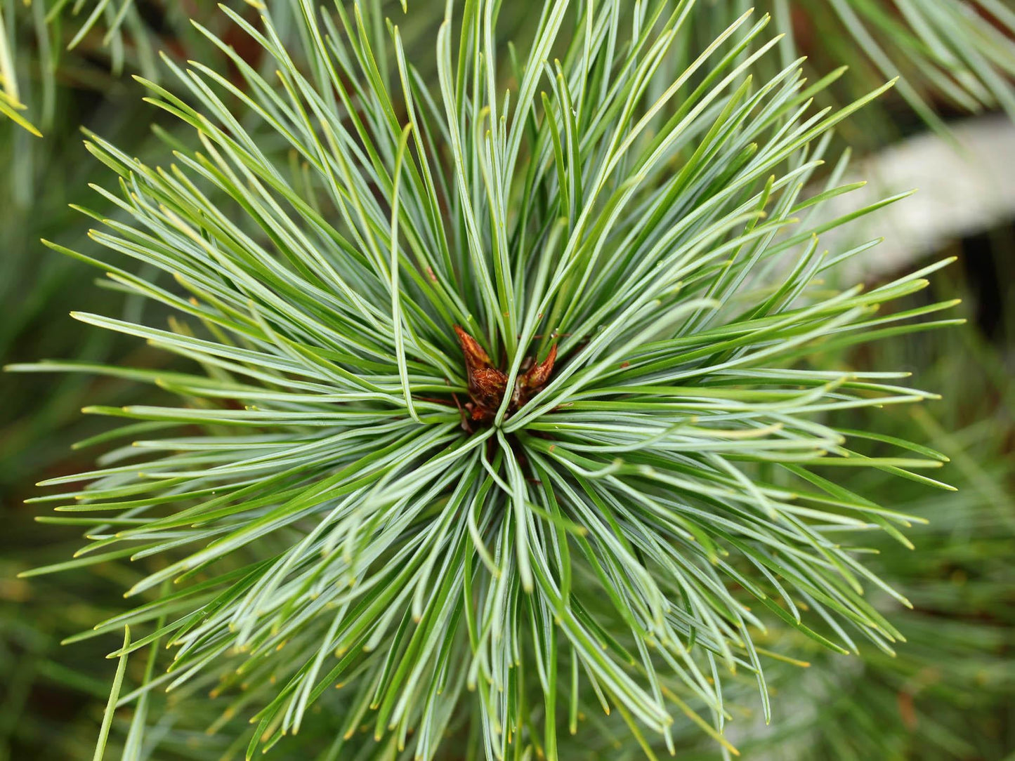 Pinus Koraiensis 'gauca Compacta' - View 12 from www redcrocus com