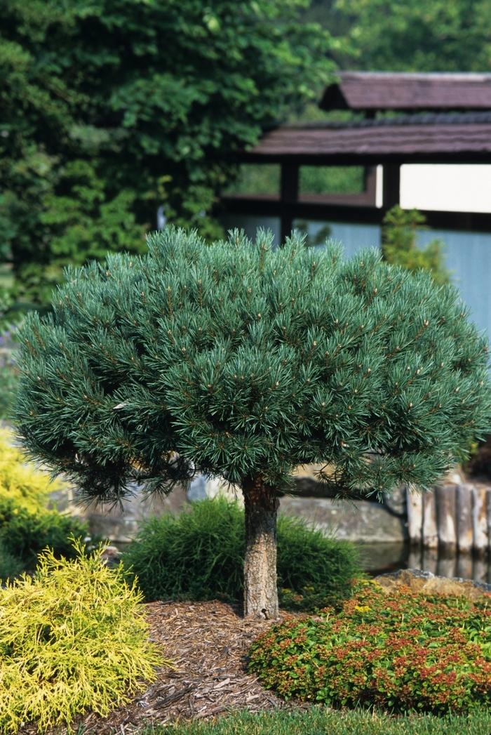 Pinus Koraiensis 'gauca Compacta' - View 13 from www redcrocus com