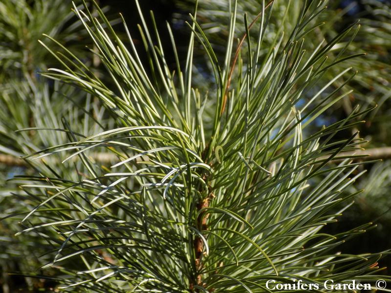 Pinus Koraiensis 'gauca Compacta' - View 14 from www redcrocus com