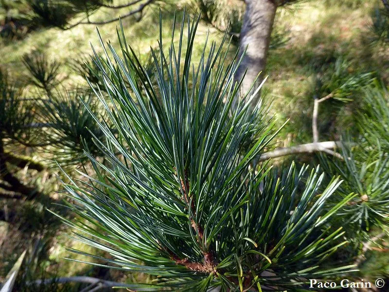 Pinus Koraiensis 'gauca Compacta' - View 16 from www redcrocus com