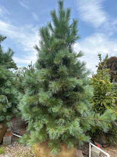Pinus Koraiensis 'gauca Compacta' - View 18 from www redcrocus com