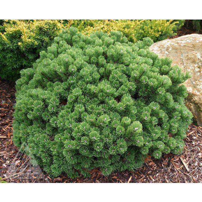 Pinus Koraiensis 'gauca Compacta' - View 19 from www redcrocus com