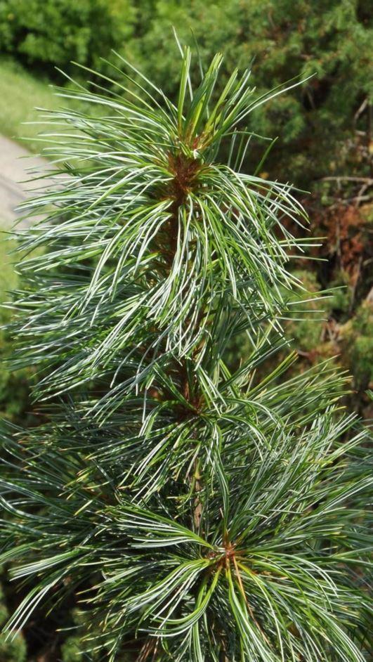 Pinus Koraiensis 'gauca Compacta' - View 1 from www redcrocus com