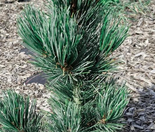 Pinus Koraiensis 'gauca Compacta' - View 20 from www redcrocus com
