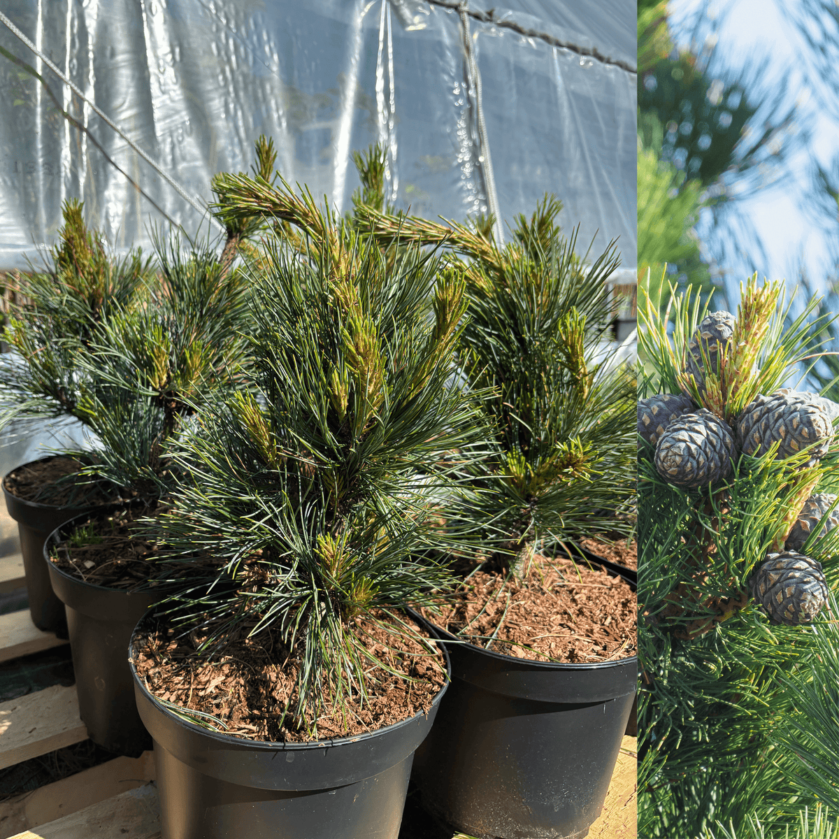 Pinus Koraiensis 'gauca Compacta' - View 21 from www redcrocus com