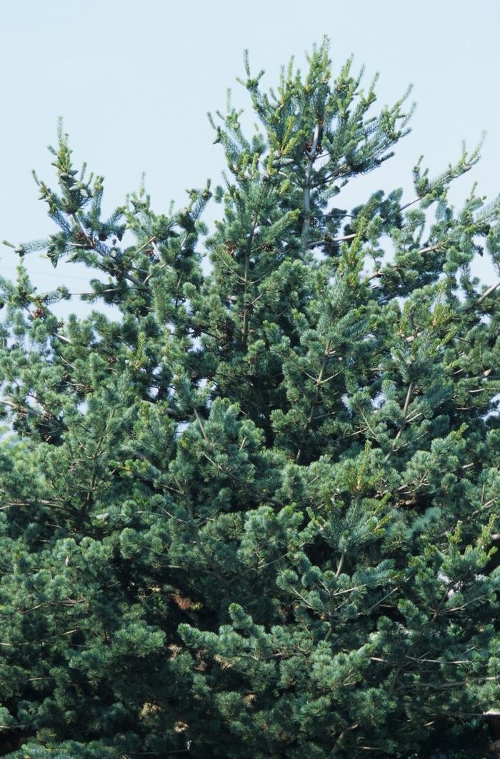 Pinus Koraiensis 'gauca Compacta' - View 22 from www redcrocus com