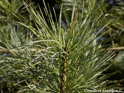 Pinus Koraiensis 'gauca Compacta' - View 23 from www redcrocus com