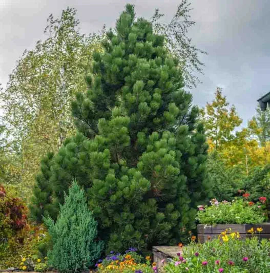 Pinus Koraiensis 'gauca Compacta' - View 24 from www redcrocus com