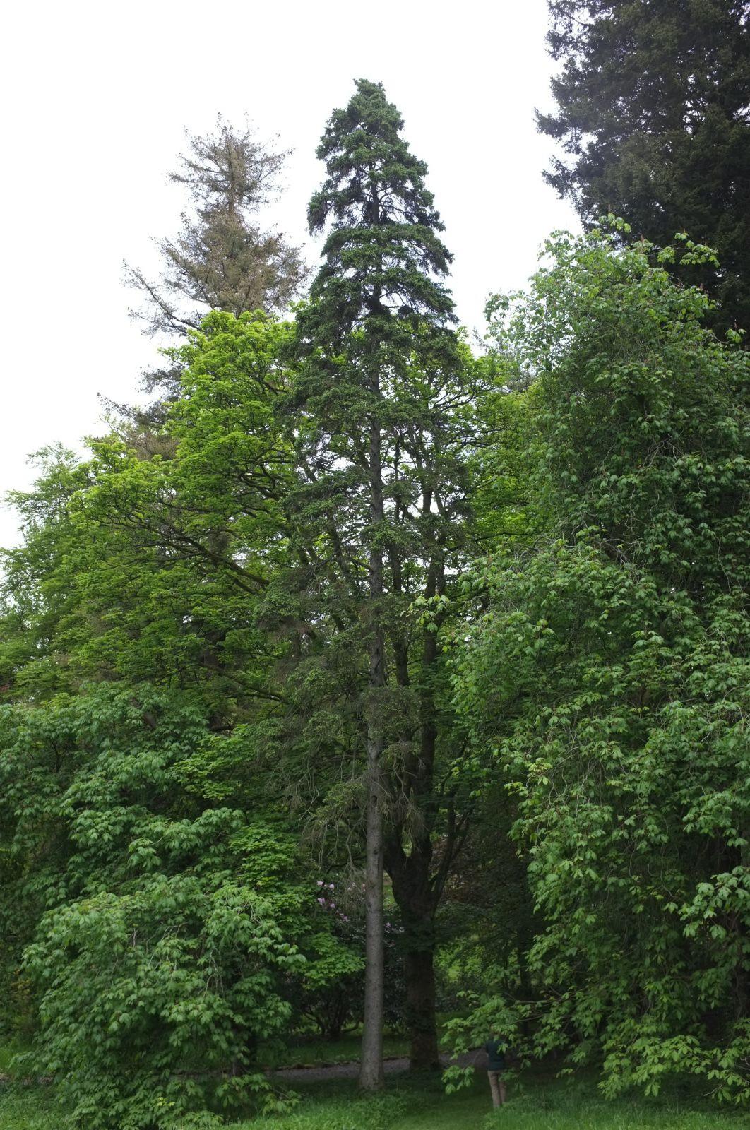 Pinus Koraiensis 'gauca Compacta' - View 25 from www redcrocus com