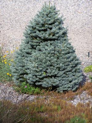 Pinus Koraiensis 'gauca Compacta' - View 26 from www redcrocus com