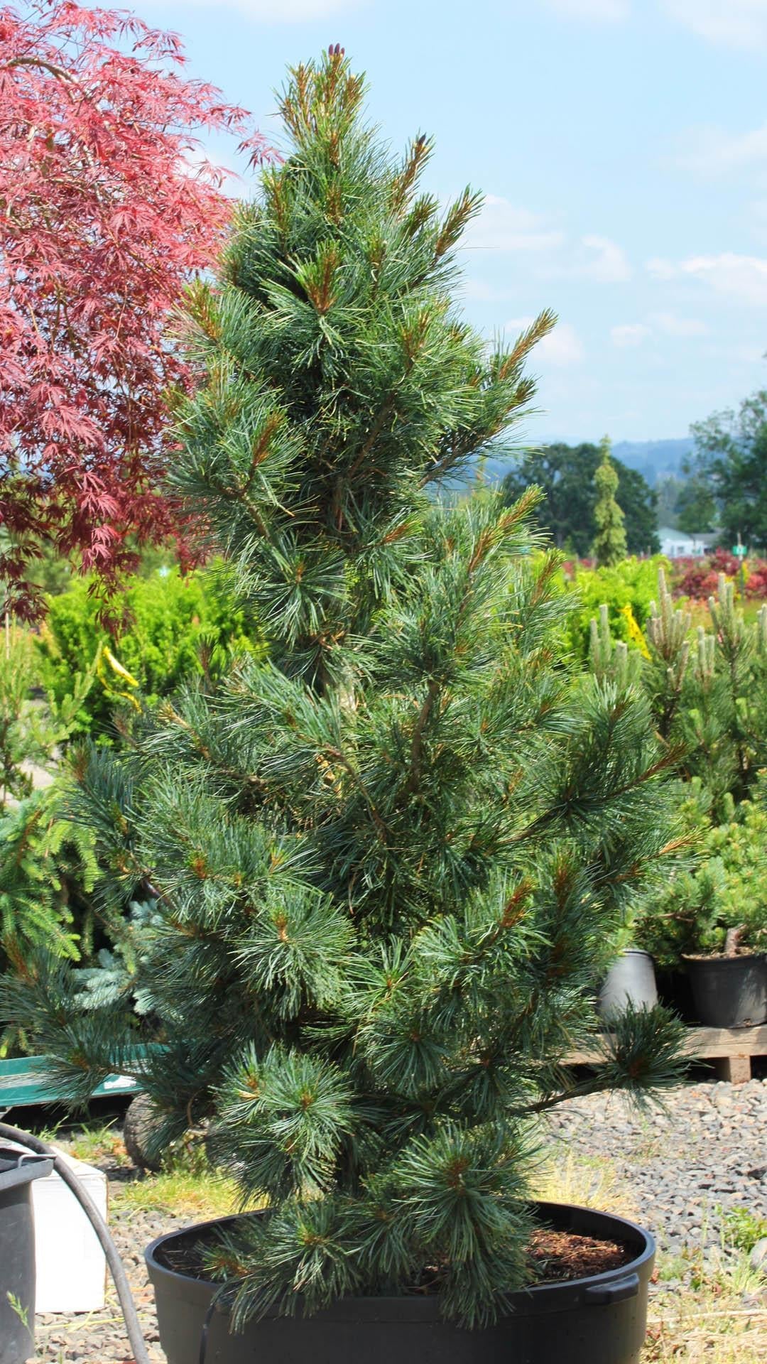 Pinus Koraiensis 'gauca Compacta' - View 27 from www redcrocus com