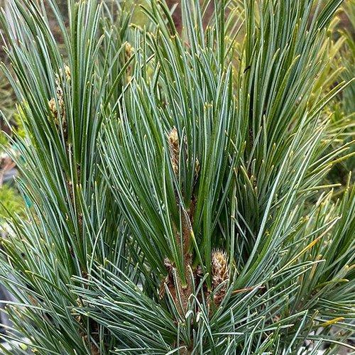 Pinus Koraiensis 'gauca Compacta' - View 28 from www redcrocus com