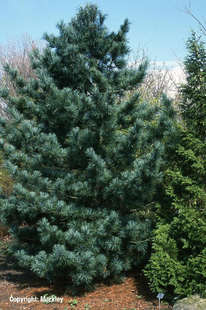 Pinus Koraiensis 'gauca Compacta' - View 29 from www redcrocus com