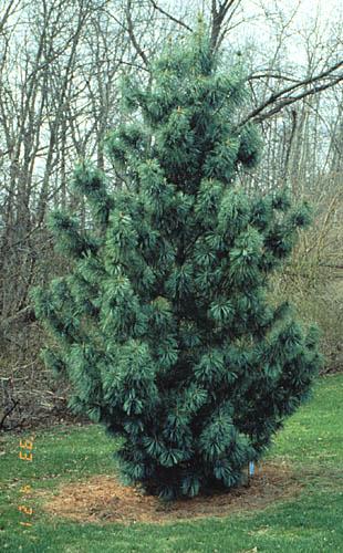 Pinus Koraiensis 'gauca Compacta' - View 2 from www redcrocus com