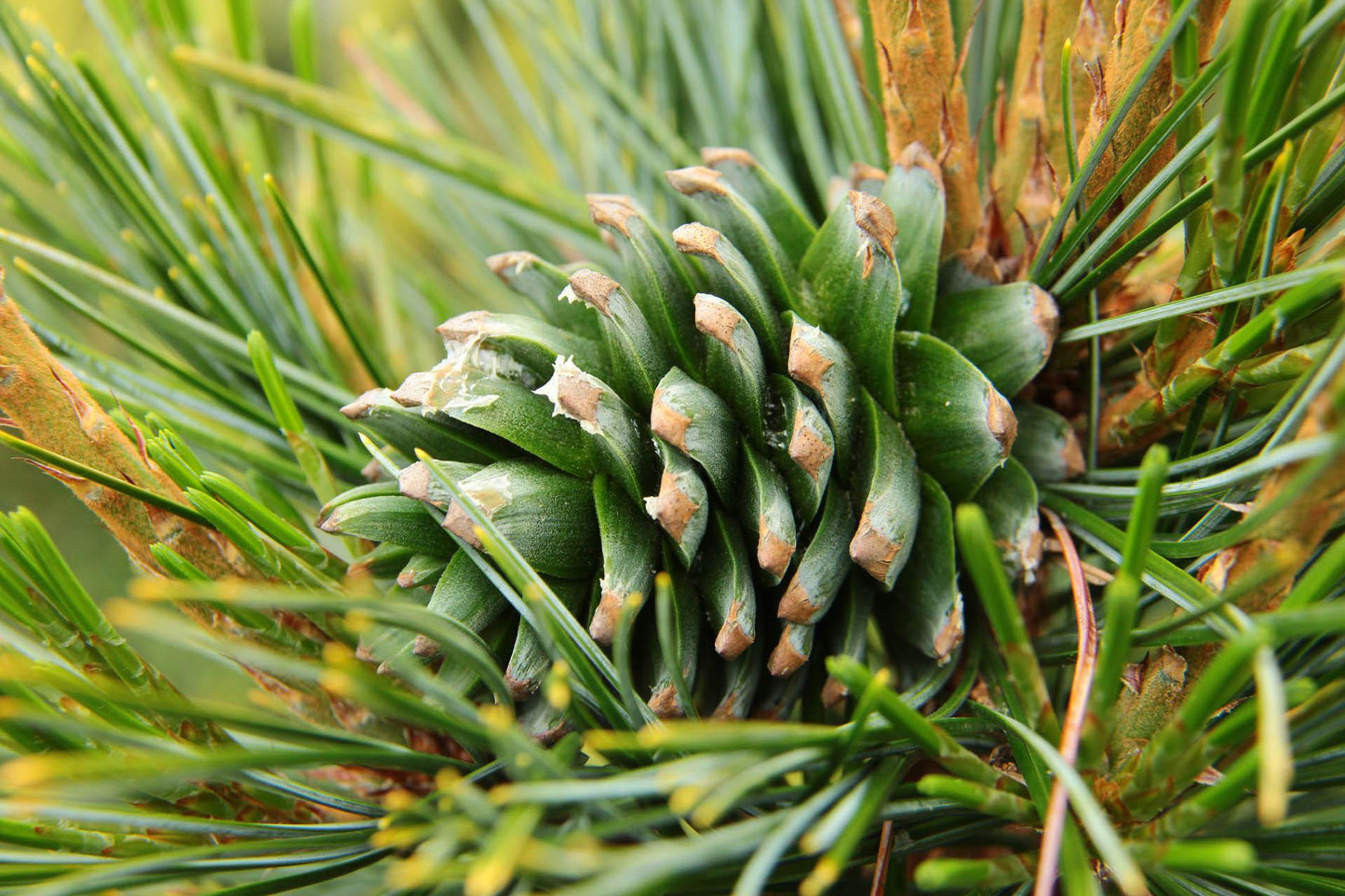 Pinus Koraiensis 'gauca Compacta' - View 31 from www redcrocus com