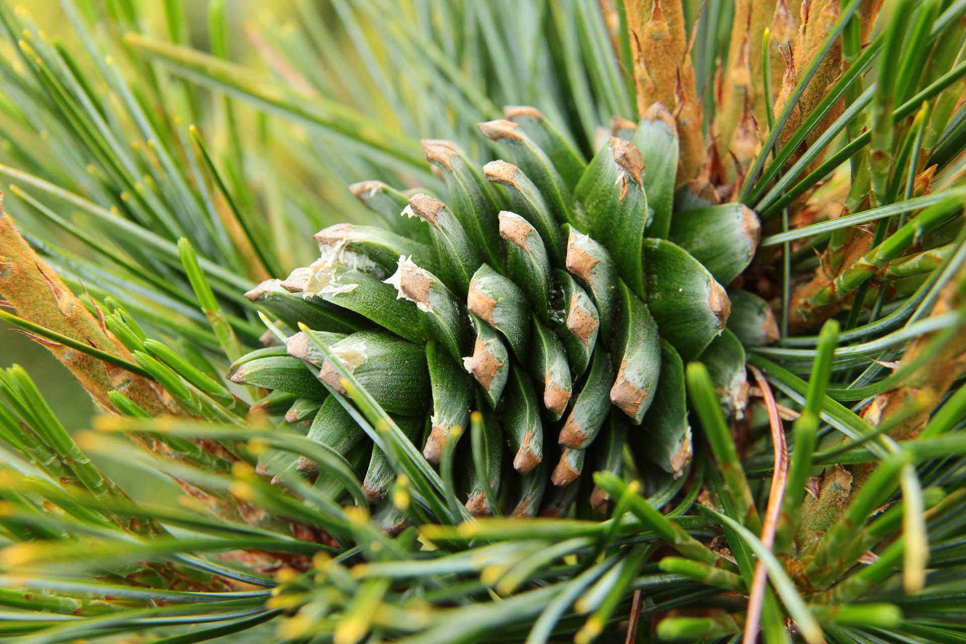 Pinus Koraiensis 'gauca Compacta' - View 31 from www redcrocus com
