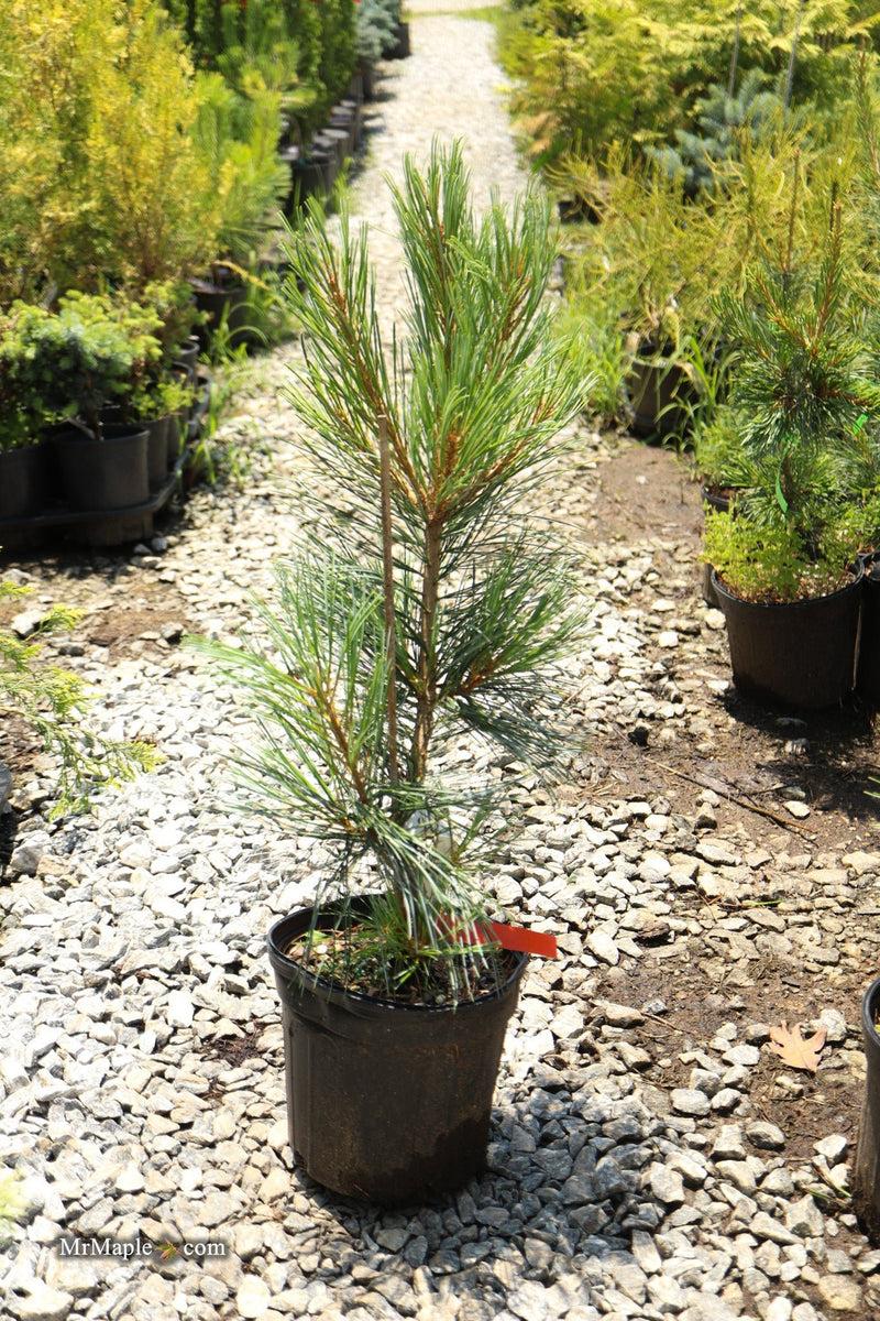 Pinus Koraiensis 'gauca Compacta' - View 3 from www redcrocus com