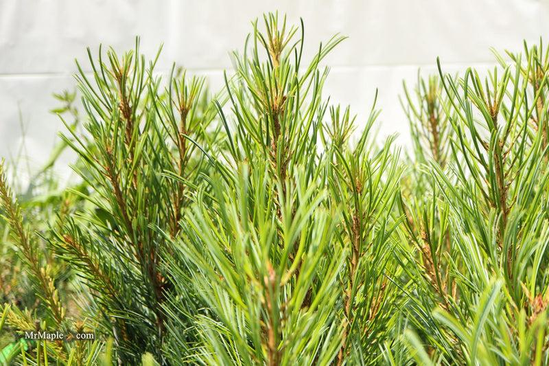 Pinus Koraiensis 'gauca Compacta' - View 4 from www redcrocus com