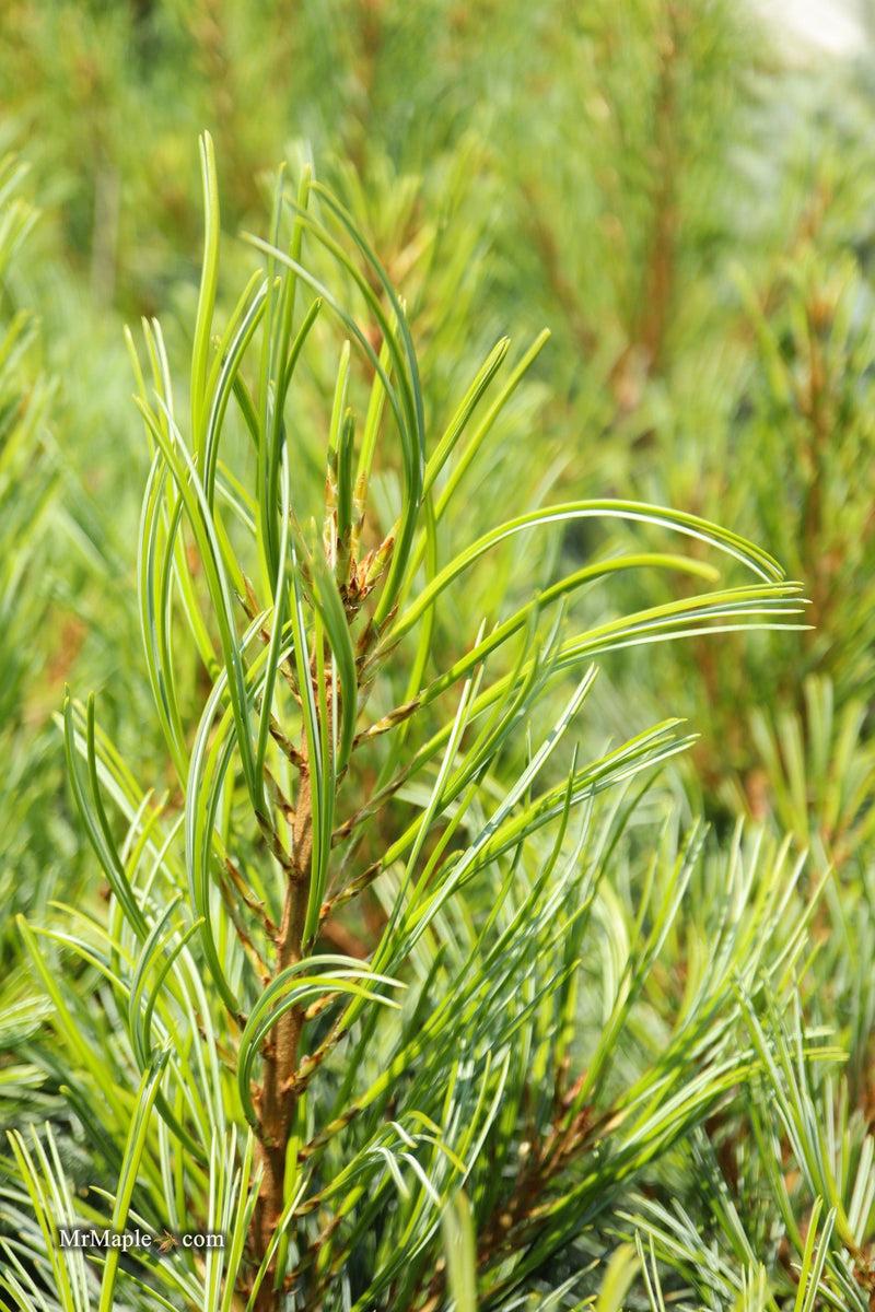 Pinus Koraiensis 'gauca Compacta' - View 5 from www redcrocus com