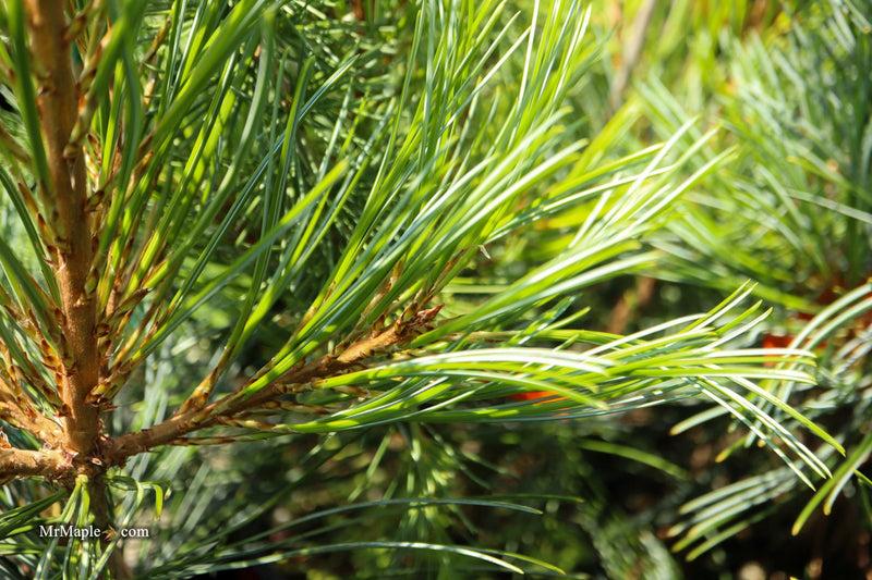 Pinus Koraiensis 'gauca Compacta' - View 6 from www redcrocus com