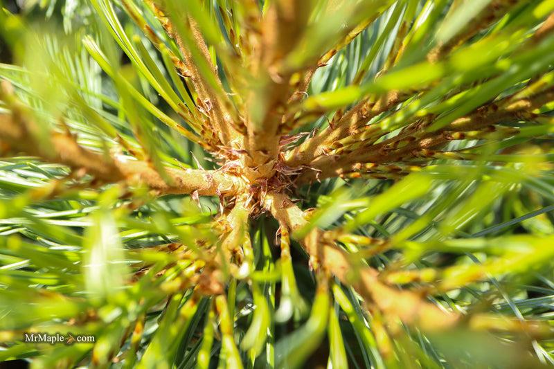 Pinus Koraiensis 'gauca Compacta' - View 8 from www redcrocus com