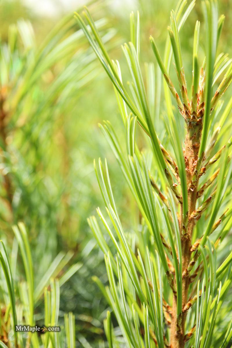 Pinus Koraiensis 'gauca Compacta' - View 9 from www redcrocus com
