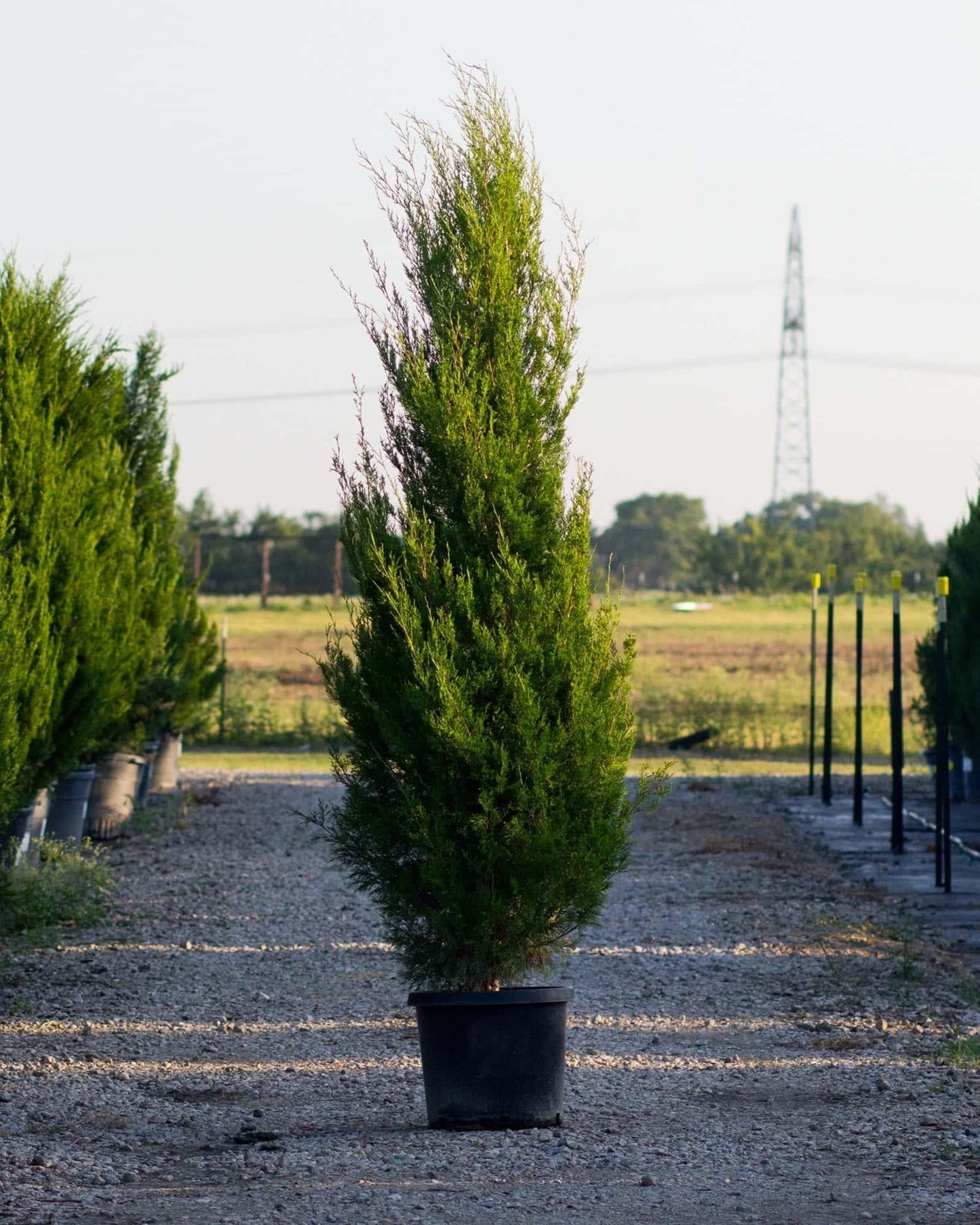 Juniperus Virginiana 'emerald Feather' - View 10 from www redcrocus com