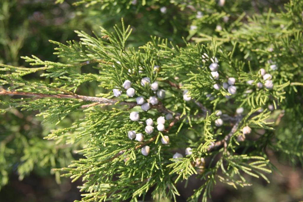 Juniperus Virginiana 'emerald Feather' - View 11 from www redcrocus com