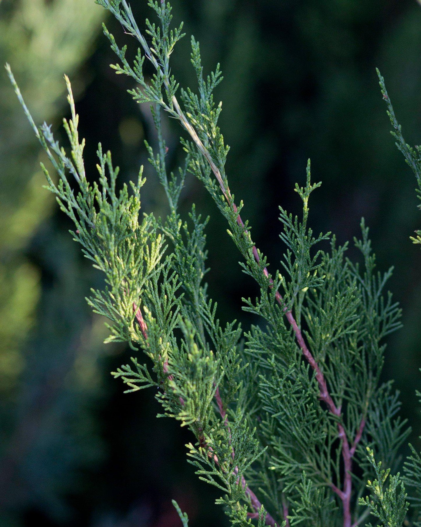 Juniperus Virginiana 'emerald Feather' - View 12 from www redcrocus com